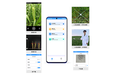 柳州市小麦亩穗数分析仪IN-XM02